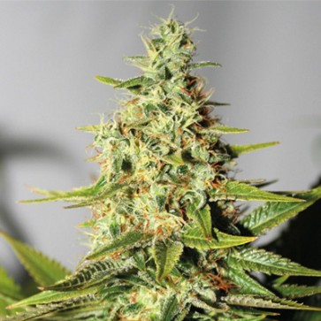 Насіння конопель Auto Chronical Feminised